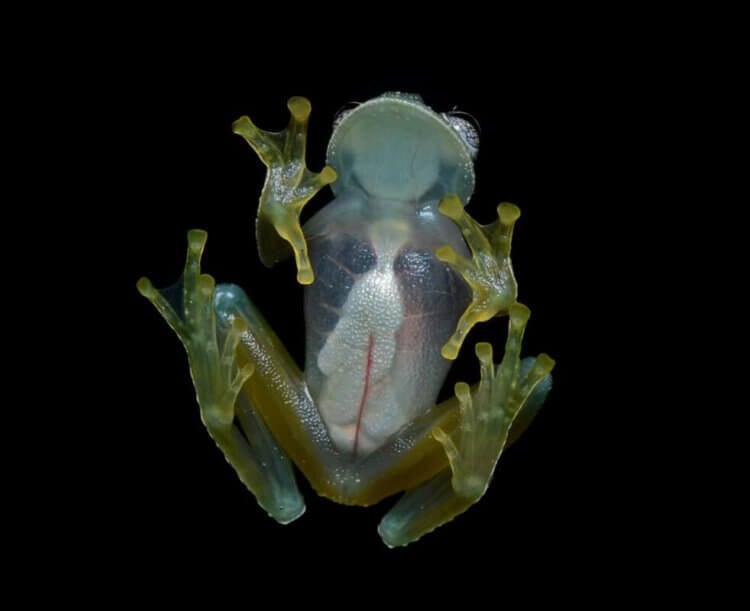 Маскировка животных. Природа дала лягушкам прозрачные тела в качестве камуфляжа. Фото.