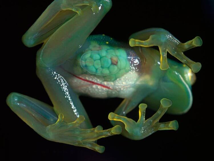 Маскировка животных. Так выглядит прозрачная лягушка вида Centrolenidae. Фото.