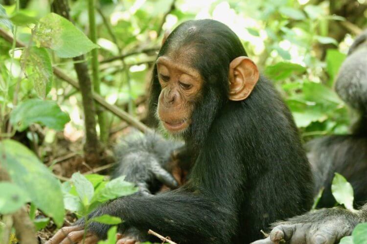 Чтение мыслей. Шимпанзе – наш ближайший предок. Фото.