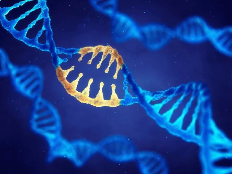 Хромосомные мутации. Хромосомные мутации затрагивают сразу несколько генов. Фото.