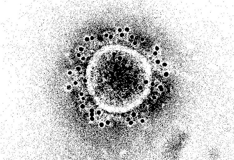 Можно ли повторно заразиться коронавирусом? Частица коронавируса. Фото.