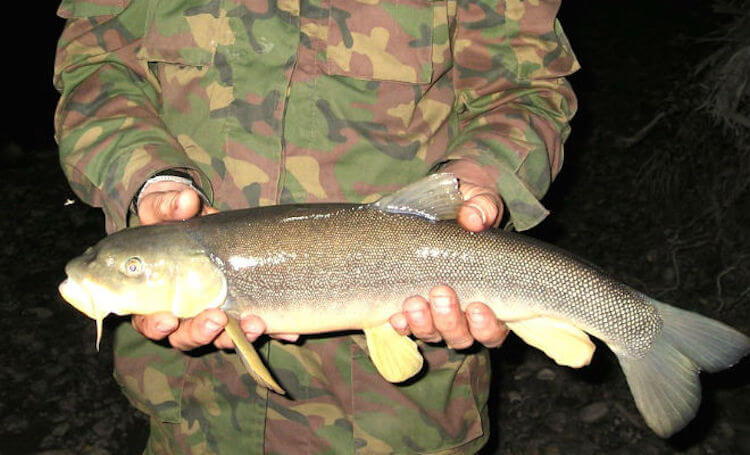 Маринка не выглядит, как необычная рыба. Ее внешность почти стандартная. Фото.