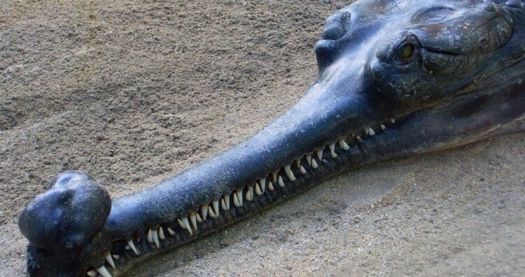 Современные динозавры. На фото — самец гавиала с «шишкой» на носу. Фото.