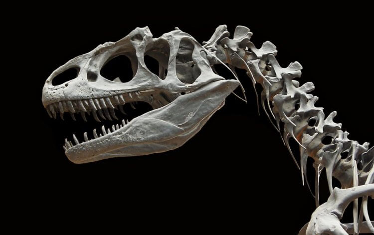 Можно ли определить пол динозавра по его костям? Палеонтолог Кеннет Карпентер (Kenneth Carpenter) уверен, что пол динозавров можно определить по их костям, но так ли это? Фото.