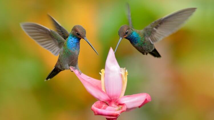 Что такое диморфизм полов? Исходя из написанного выше, можно предположить, что слева — самка колибри. Фото.