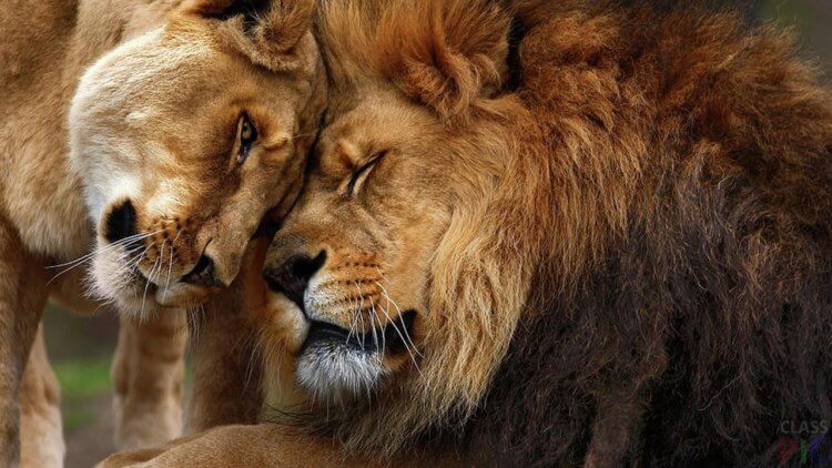 Что такое диморфизм полов? У львов на голове роскошная шевелюра — этим они и отличаются от самок. Фото.
