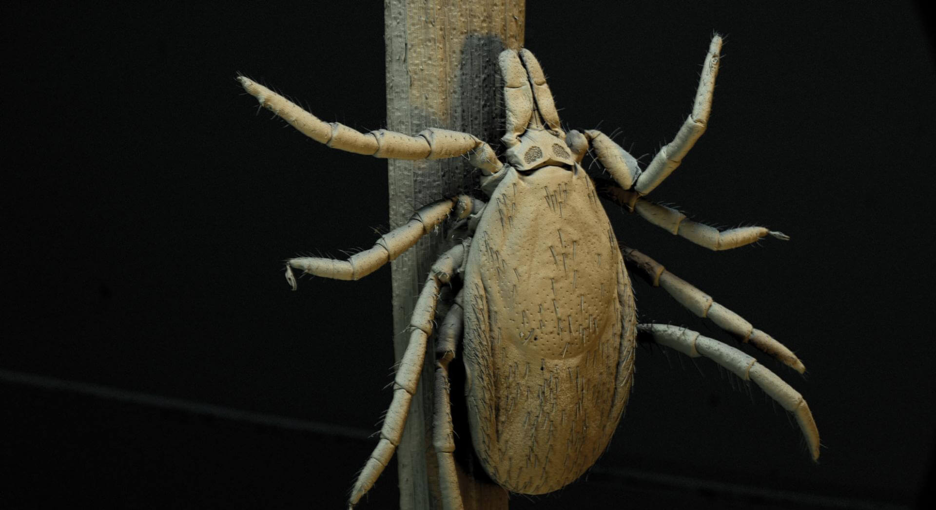 Как защититься от клещей? Очень неприятный товарищ. Фото.