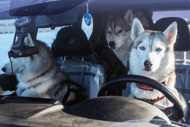 Как собака в машине влияет на стиль вождения. Фото.