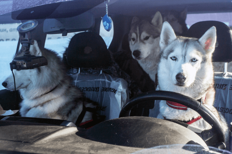 Как собака в машине влияет на стиль вождения. Мы поговорим не о таком кардинальном случае. Фото.