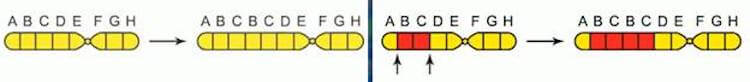 Дупликация – удвоение какого-то участка хромосом. Фото.