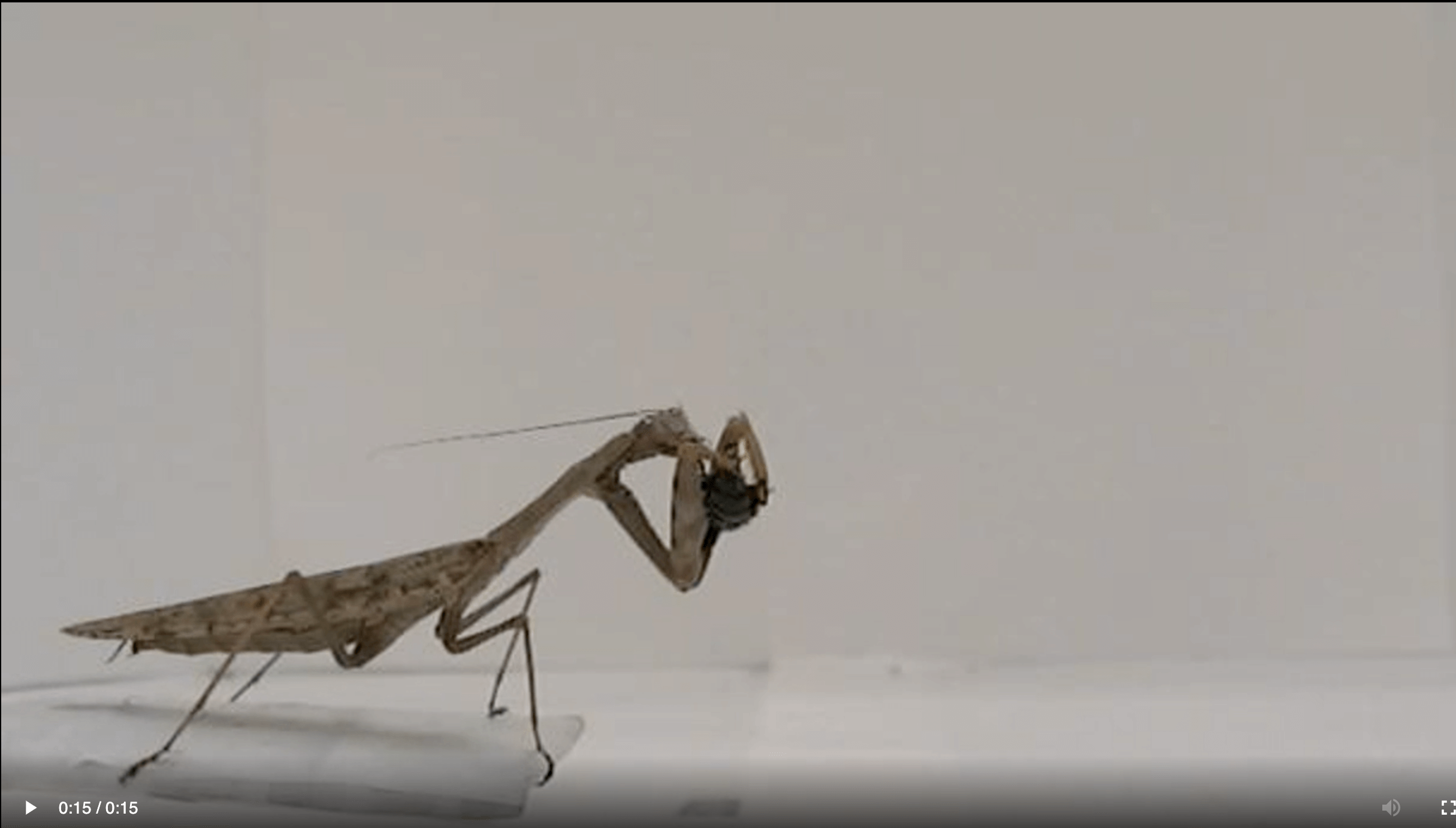 Это скриншот видео, на котором богомол внимательно наблюдает за пролетающей мимо мухой. Не успела она и глазом моргнуть, как ее уже схватили – быстро, а главное, без доли сомнений, все движения богомола четко рассчитаны. Фото.