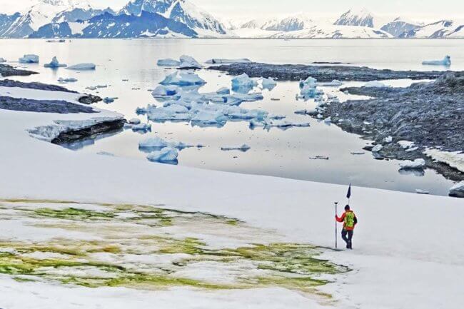 Почему снег в Антарктиде стал зеленого цвета? Фото.