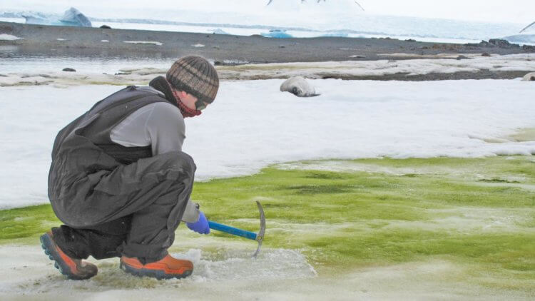Почему снег стал зеленым? Исследователи берут образцы цветущих водорослей в Антарктиде. Фото.