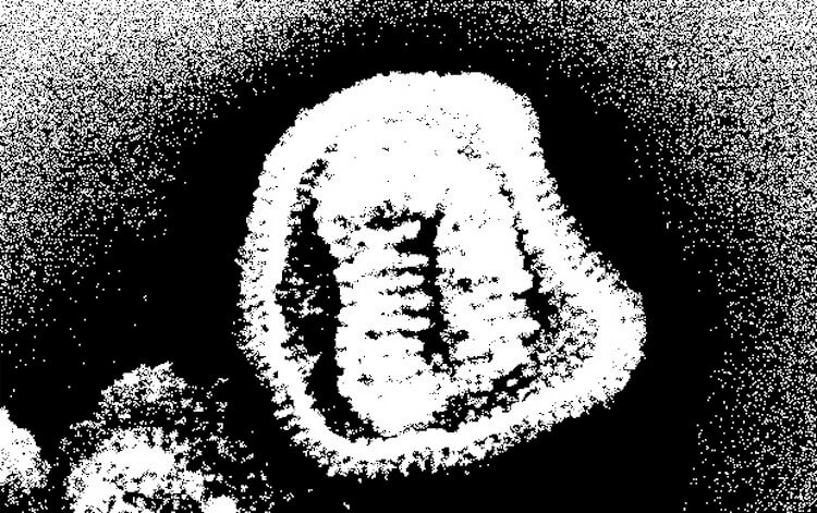Иммунитет к коронавирусу. Вирусная частица гриппа. Фото.