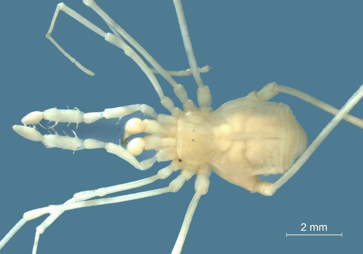 Перед вами Otilioleptes marcelae собственной персоной. Фото.