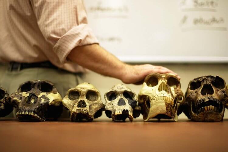 Эволюция человека. С течением времени форма черепа менялась. Фото.