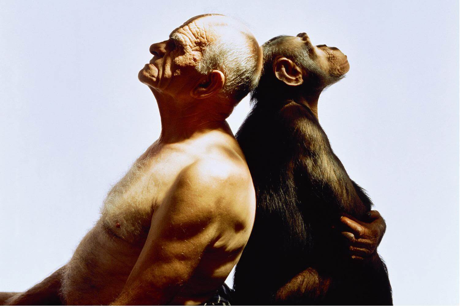 Шимпанзе отличается от человека. Шимпанзе и человек. Человек и животное. Инстинкты человека и животных.