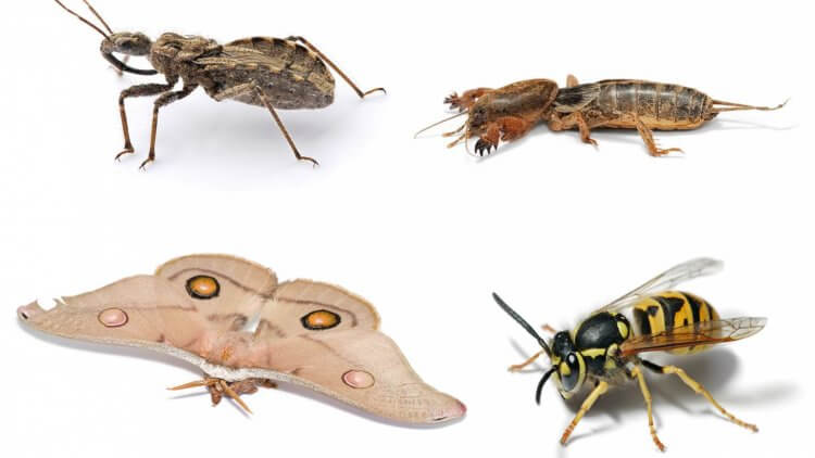 Почему вымирают насекомые? Судьбы человечества и насекомых тесно переплетены. Фото.