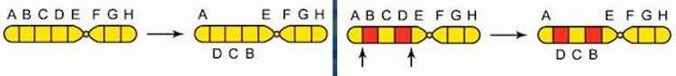 Инверсия – поворот участка хромосомы на 180 градусов. Фото.