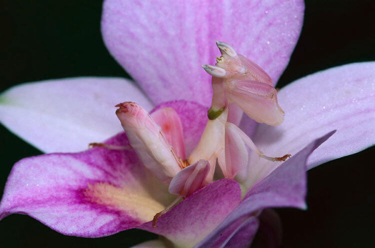 Богомолы – необычные насекомые. Hymenopus coronatus – орхидейный богомол собственной персоной. Фото.