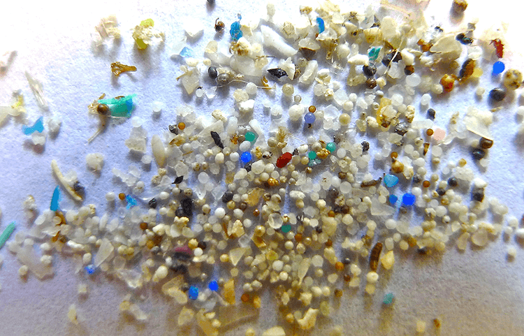 Сколько микропластика на дне мирового океана. Рано или поздно это может оказаться внутри нашего организма. Фото.