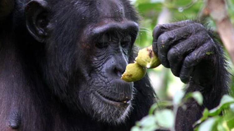 Какие животные пьют алкоголь? Не зря приматы так любят плодовые и нектары — смотрите, какой довольный. Фото.