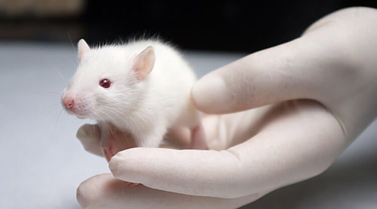 Благодаря этим малышам мы накопили множество знаний в медицине. Фото.