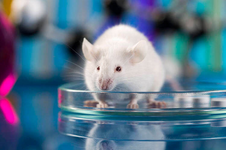 Эти грызуны принимают на себя основной удар исследователей. Фото.