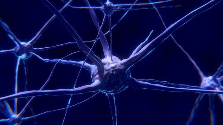 Отслеживание отдельных нейронов. Нейрон – электрически возбудимая клетка, которая обрабатывает, хранит и передает информацию с помощью электрических и химических сигналов. Фото.