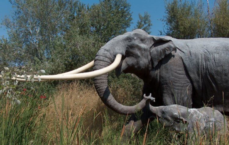 Какие слоны жили 300 000 лет назад и почему они вымерли? Реконструкция прямобивневых слонов (Palaeoloxodon antiquus). Фото.
