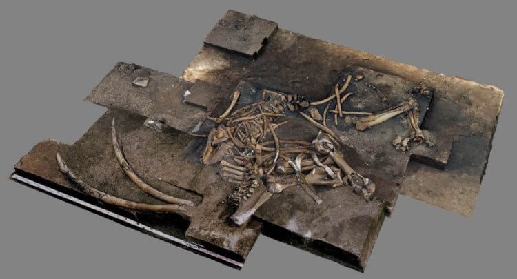 В Германии найден древний слон. Трехмерное изображение обнаруженных останков. Фото.
