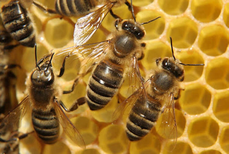 Как пчелы размножаются без партнера. Так живут пчелы. Фото.