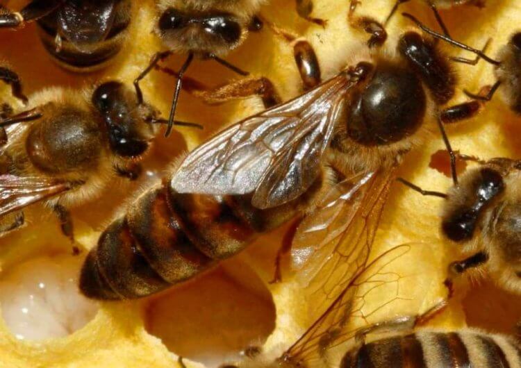 Зачем нужно размножаться без партнера. Королева крупнее других пчел. Фото.