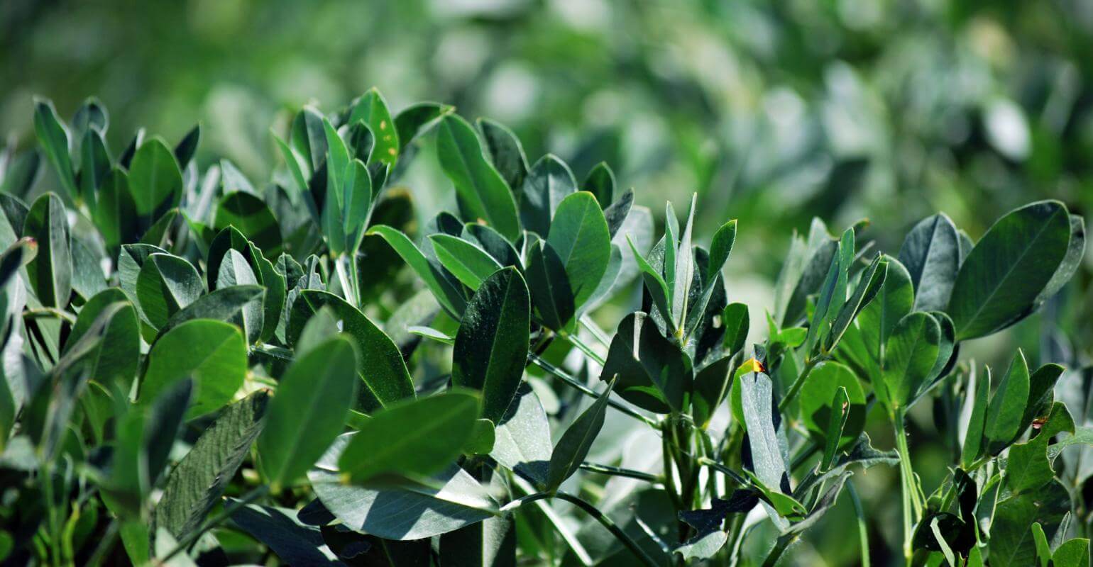 Растения передают память о холодных зимах своим детям. Фото.