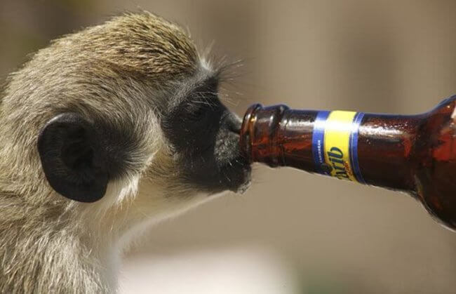 Какие животные могут пить алкоголь и не пьянеть? Фото.