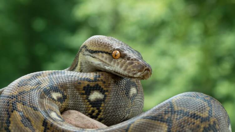 Как узоры на спине змей помогают им оставаться незамеченными? Ученым известно около 3000 видов змей, и только примерно 400 из них — ядовитые. Фото.