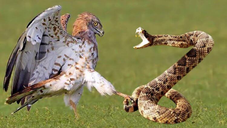 Отличия змей. Орлы — одни из наиболее опасных врагов змей. Фото.