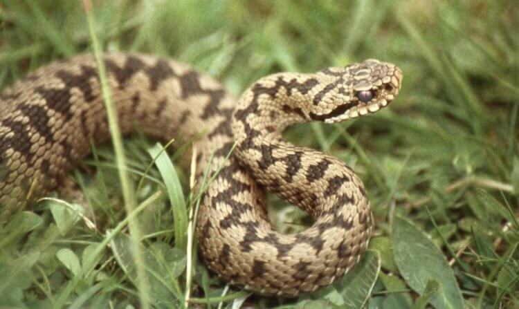 Для чего нужна змеиная кожа? Обыкновенные гадюки — относительно небольшие змеи, длина тела которых составляет около 65 сантиметров. Фото.