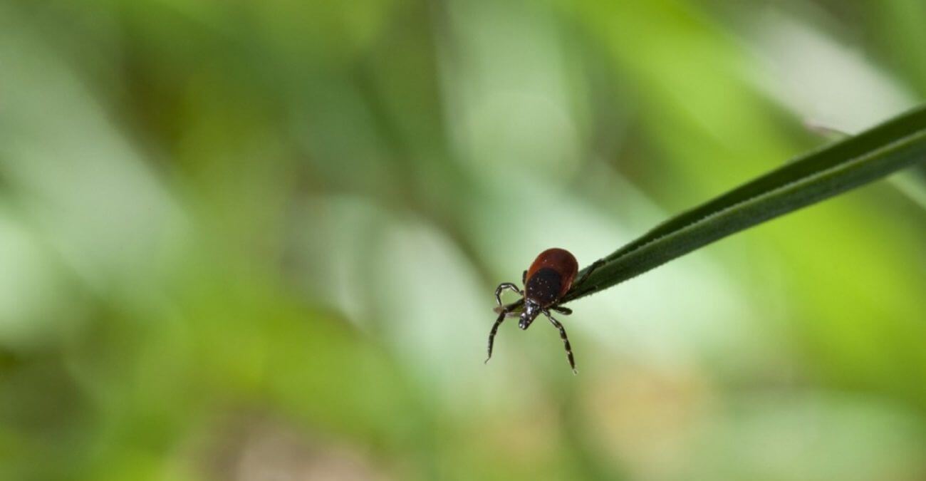 Где охотятся клещи? Клещ на охоте выглядит так. Согласитесь, ему ничего не стоит спрыгнуть с травинки и впиться зубами в вашу плоть. Фото.