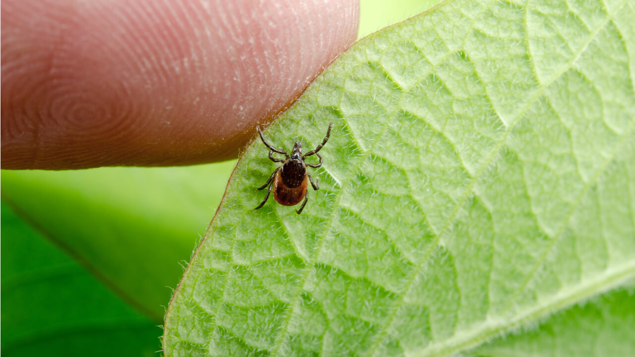 Что делать, чтобы не укусил клещ? Укус этих крошечных членистоногих может сделать из вас тяжело больного человека. Фото.