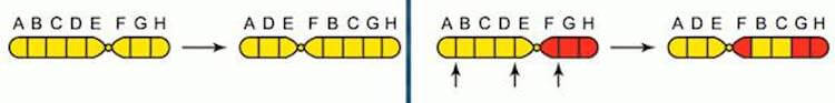 Транслокация – перемещение какого либо участка хромосомы. Фото.