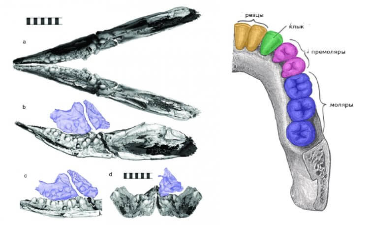 Ихтиозавр давил раковины моллюсков круглыми зубами. Томограмма ихтиозавра и зубы человека. Фото.