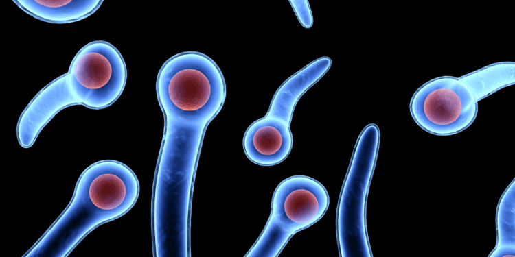 Бактерия, вызывающая столбняк — Clostridium tetani. Бактерии столбняка похожи на кое-что другое. Фото.