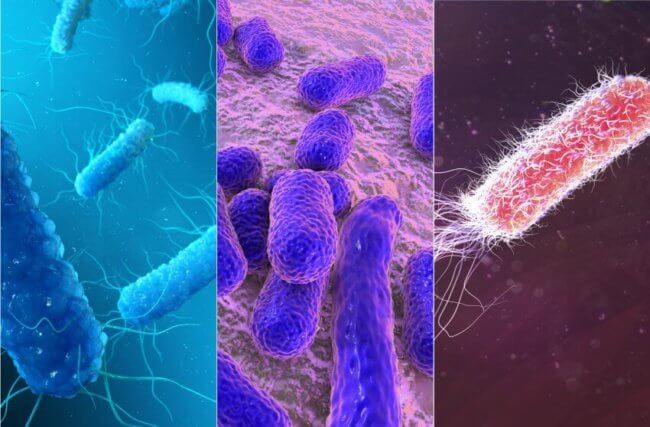 5 самых опасных бактерий. Фото.