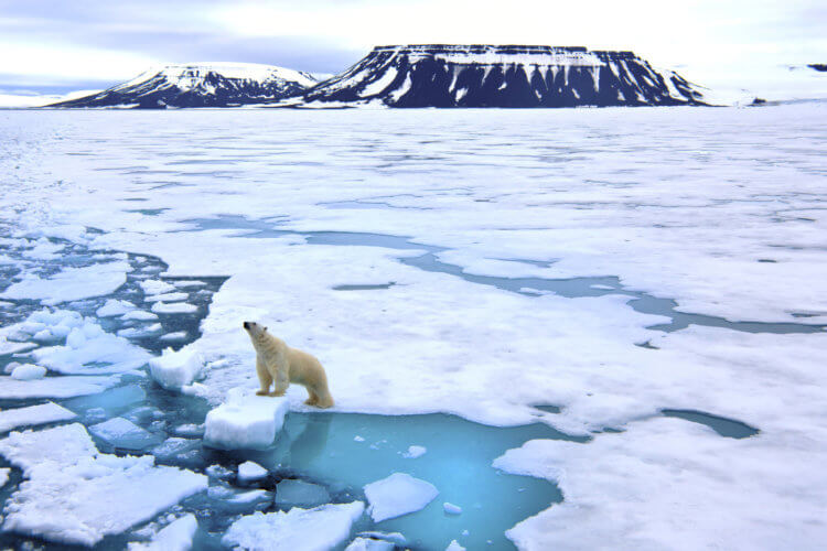 Таяние вечной мерзлоты. Белые медведи могут исчезнуть в лица Земли в результате изменения климата. Фото.