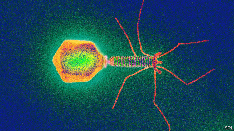 Что такое вирус и бактериофаг? Фаги под микроскопом выглядят так. Фото.