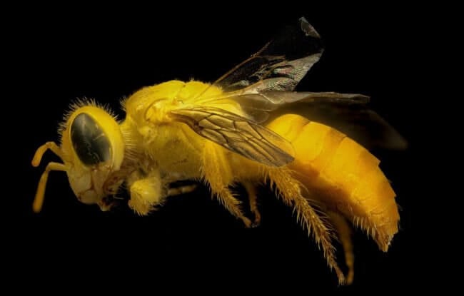 В США погибло рекордное количество пчел. Какие будут последствия? Фото.