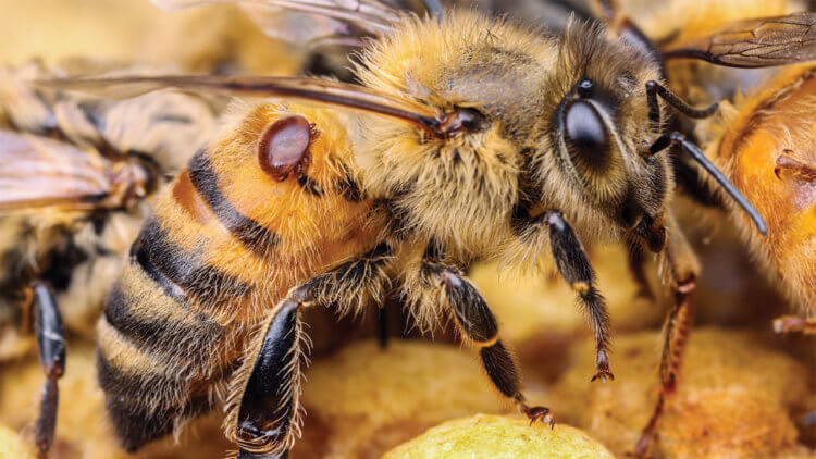 Последствия жары. Пчела, зараженная варроа. Фото.