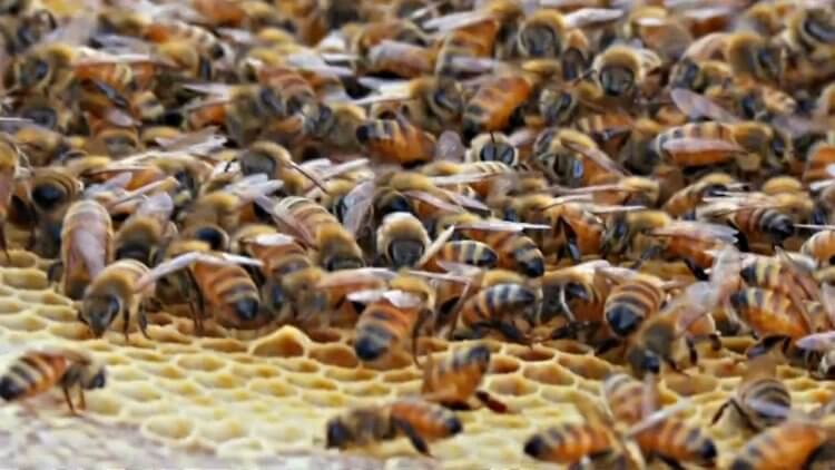 Жизнь пчел. Интересный факт: боязнь пчел называется апифобией. Фото.