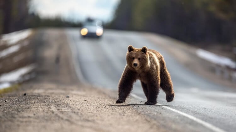 Опасный хищник. Скорость бега медведей достигает 60 км/ч. Фото.